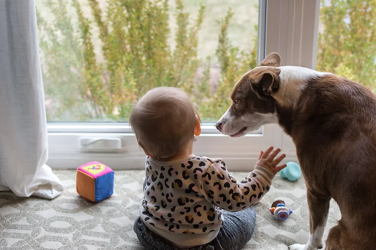 5 Proven Ways to Ensure Window Safety for Children at Home 8 child
