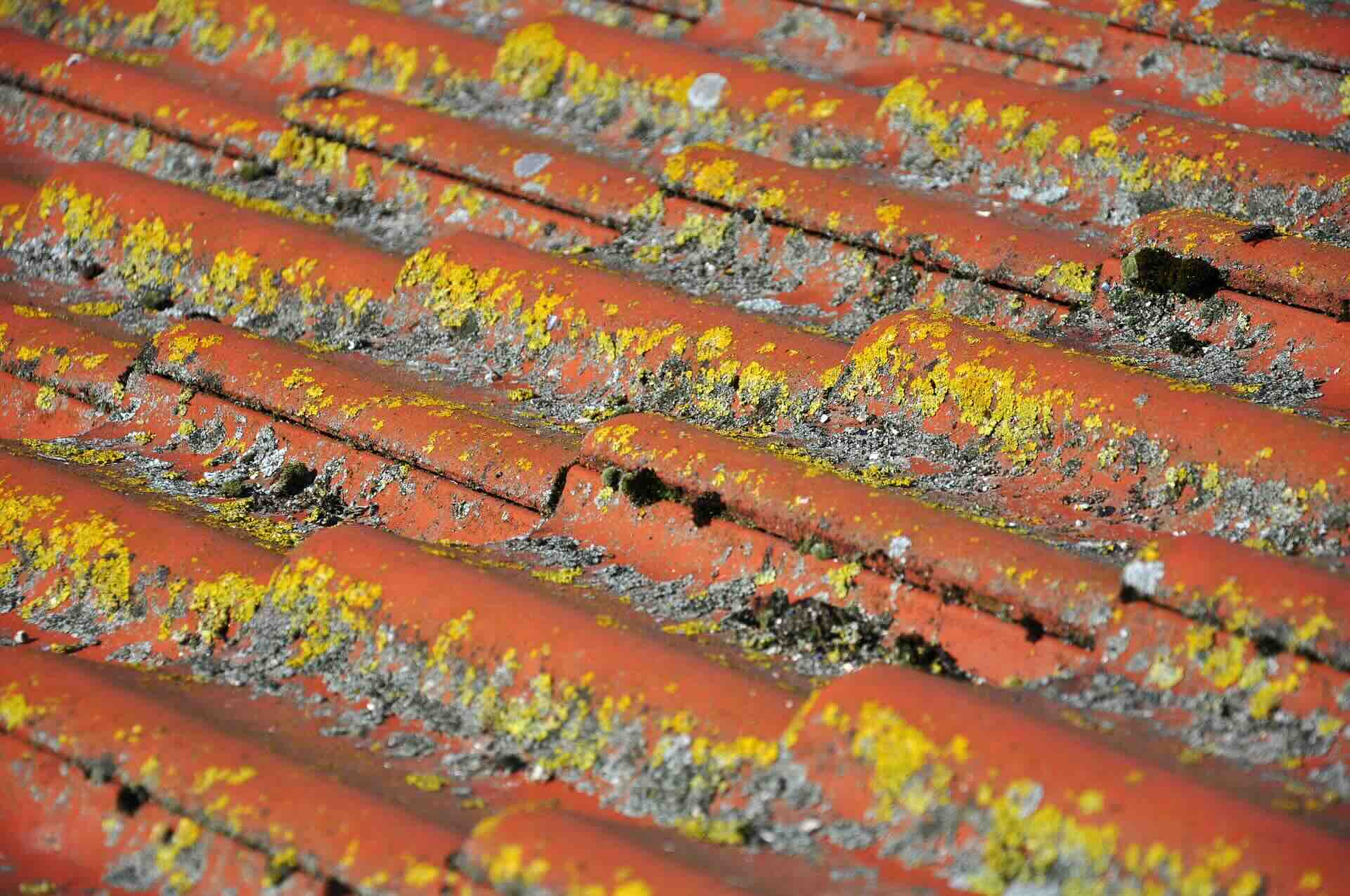 mossy roof