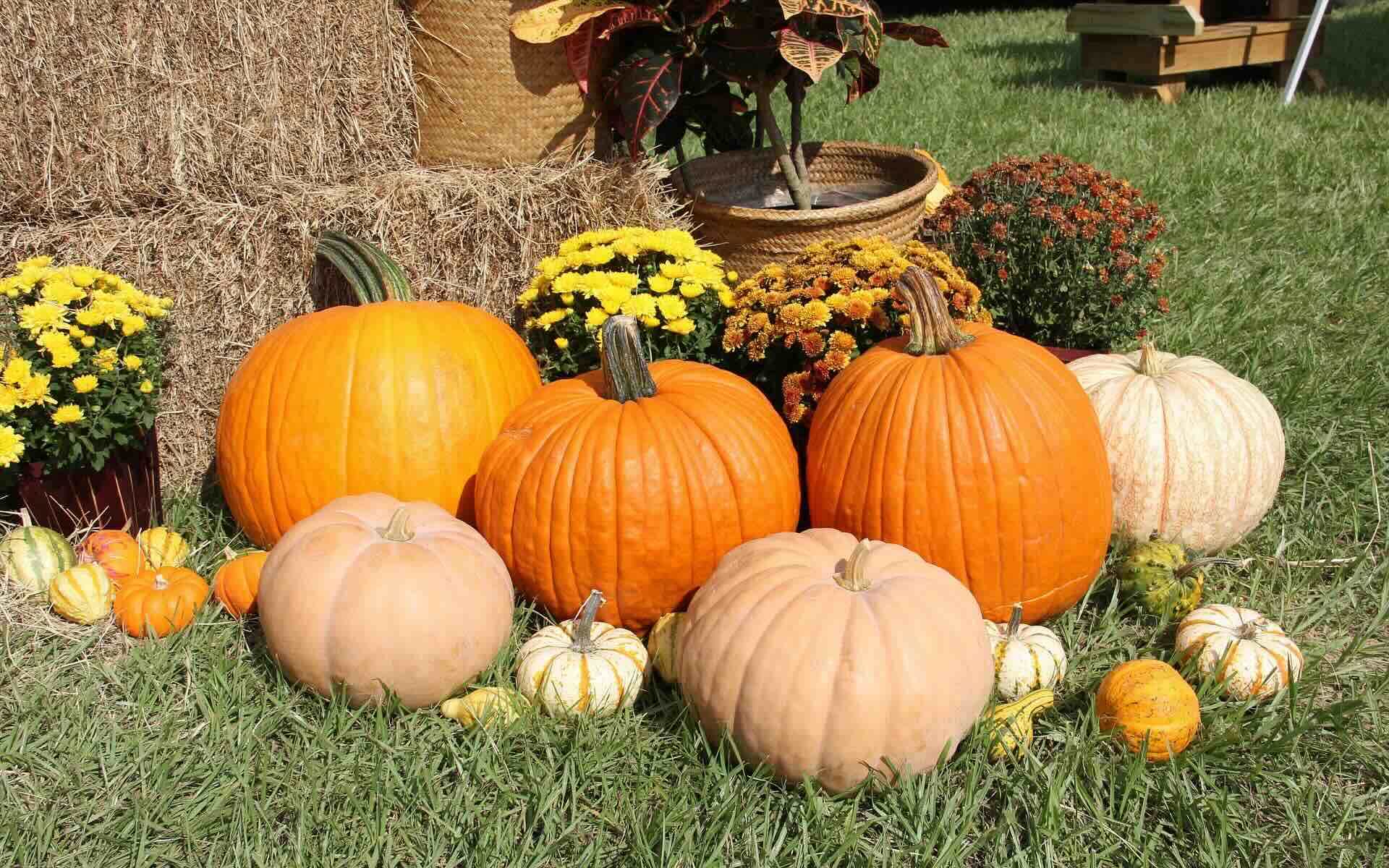 thanksgiving pumpkins